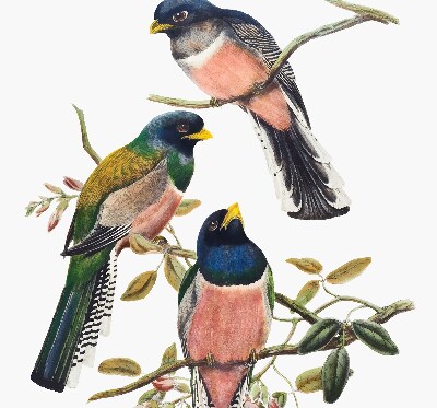 Store fenêtre intérieur avec des oiseaux sur les branches