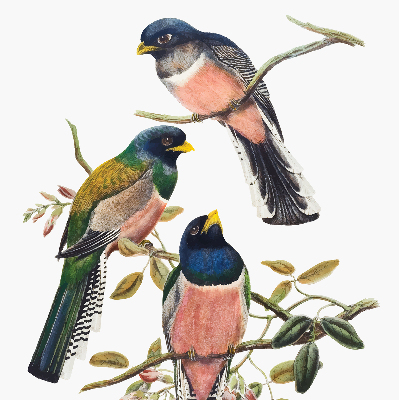 Store fenêtre intérieur avec des oiseaux sur les branches