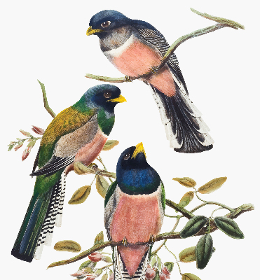 Store fenêtre intérieur avec des oiseaux sur les branches