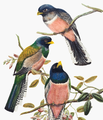 Store fenêtre intérieur avec des oiseaux sur les branches