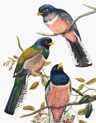 Store fenêtre intérieur avec des oiseaux sur les branches