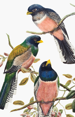Store fenêtre intérieur avec des oiseaux sur les branches