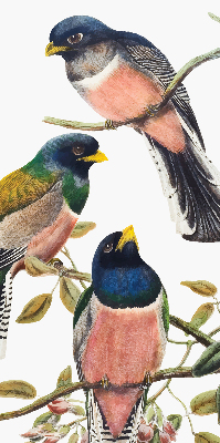 Store fenêtre intérieur avec des oiseaux sur les branches