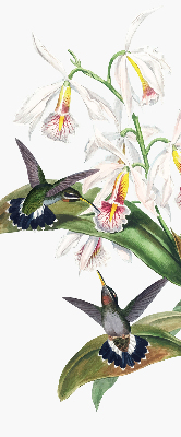 Store enrouleur occultant avec motif d’oiseaux sur une fleur
