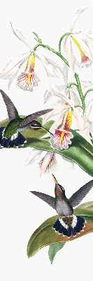 Store enrouleur occultant avec motif d’oiseaux sur une fleur