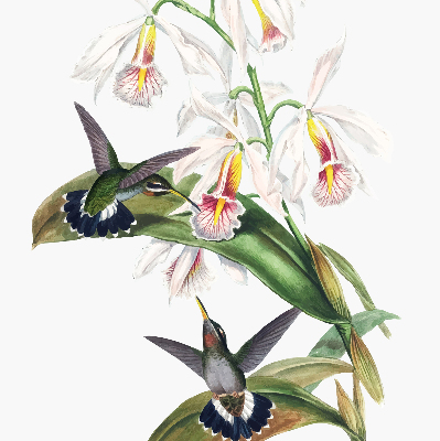 Store enrouleur occultant avec motif d’oiseaux sur une fleur