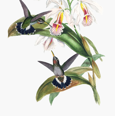 Store enrouleur occultant avec motif d’oiseaux sur une fleur