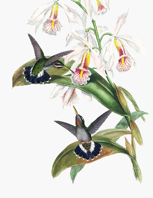 Store enrouleur occultant avec motif d’oiseaux sur une fleur