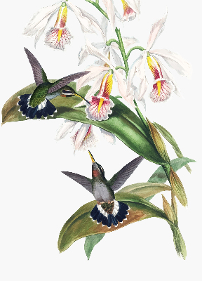 Store enrouleur occultant avec motif d’oiseaux sur une fleur