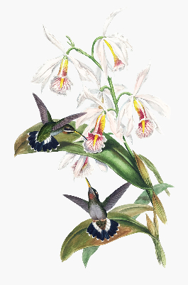 Store enrouleur occultant avec motif d’oiseaux sur une fleur