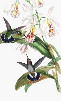 Store enrouleur occultant avec motif d’oiseaux sur une fleur