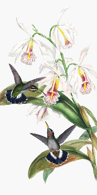 Store enrouleur occultant avec motif d’oiseaux sur une fleur