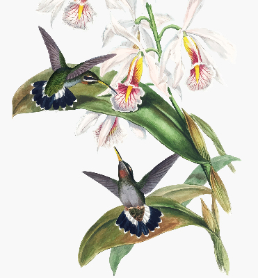 Store enrouleur occultant avec motif d’oiseaux sur une fleur
