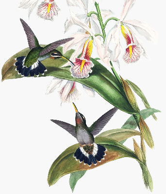 Store enrouleur occultant avec motif d’oiseaux sur une fleur