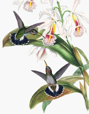 Store enrouleur occultant avec motif d’oiseaux sur une fleur