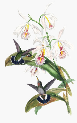 Store enrouleur occultant avec motif d’oiseaux sur une fleur
