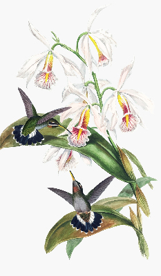 Store enrouleur occultant avec motif d’oiseaux sur une fleur