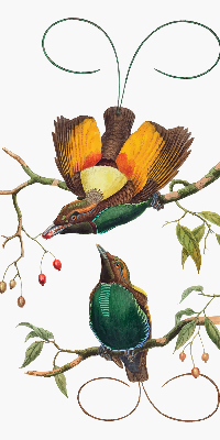 Store occultant fenêtre avec motif d’oiseaux sur une branche