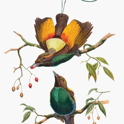 Store occultant fenêtre avec motif d’oiseaux sur une branche