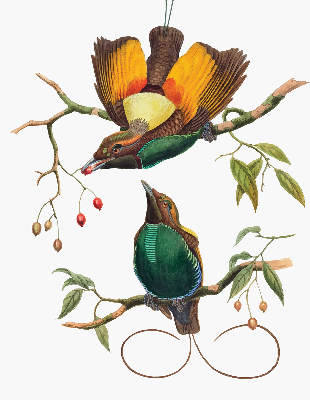 Store occultant fenêtre avec motif d’oiseaux sur une branche