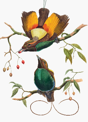 Store occultant fenêtre avec motif d’oiseaux sur une branche