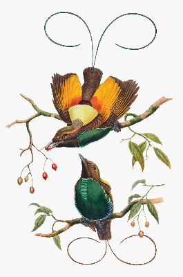 Store occultant fenêtre avec motif d’oiseaux sur une branche