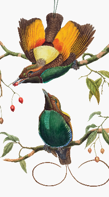 Store occultant fenêtre avec motif d’oiseaux sur une branche