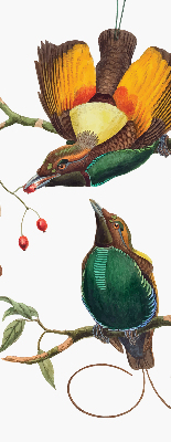 Store occultant fenêtre avec motif d’oiseaux sur une branche