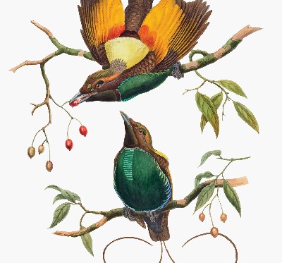 Store occultant fenêtre avec motif d’oiseaux sur une branche