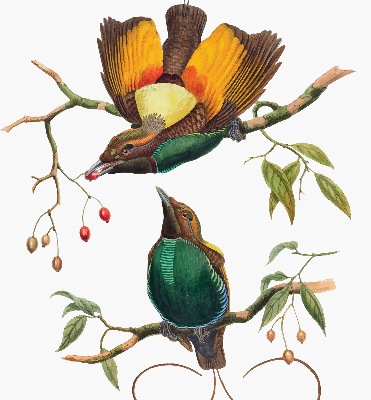 Store occultant fenêtre avec motif d’oiseaux sur une branche