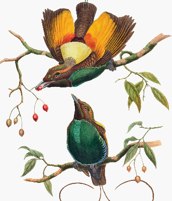 Store occultant fenêtre avec motif d’oiseaux sur une branche