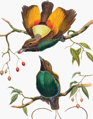 Store occultant fenêtre avec motif d’oiseaux sur une branche