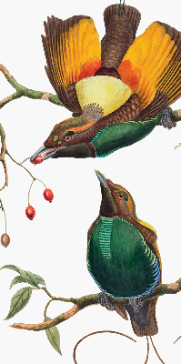 Store occultant fenêtre avec motif d’oiseaux sur une branche