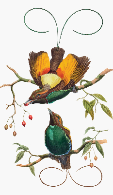 Store occultant fenêtre avec motif d’oiseaux sur une branche