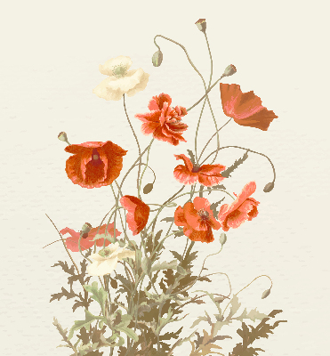 Store enrouleur occultant avec motif coquelicots