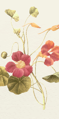 Store occultant fenêtre en fleur