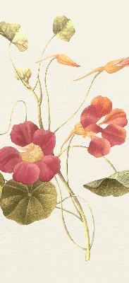 Store occultant fenêtre en fleur