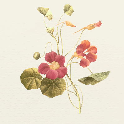 Store occultant fenêtre en fleur