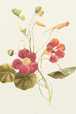 Store occultant fenêtre en fleur