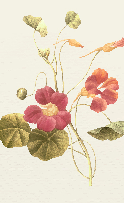 Store occultant fenêtre en fleur