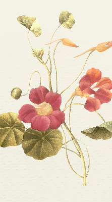 Store occultant fenêtre en fleur