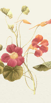 Store occultant fenêtre en fleur