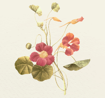 Store occultant fenêtre en fleur