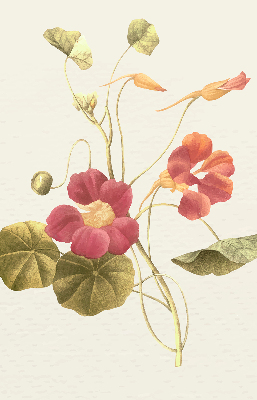 Store occultant fenêtre en fleur