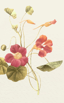 Store occultant fenêtre en fleur