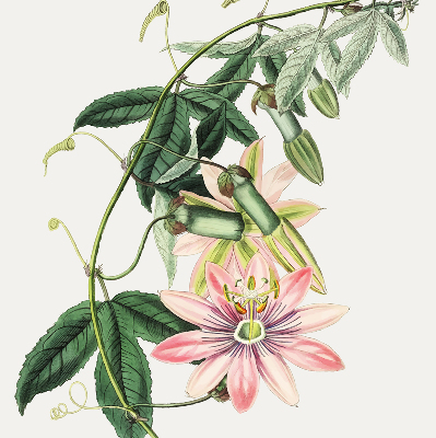 Store enrouleur occultant à motif fleur rose