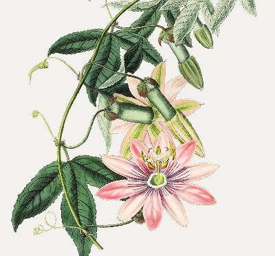 Store enrouleur occultant à motif fleur rose