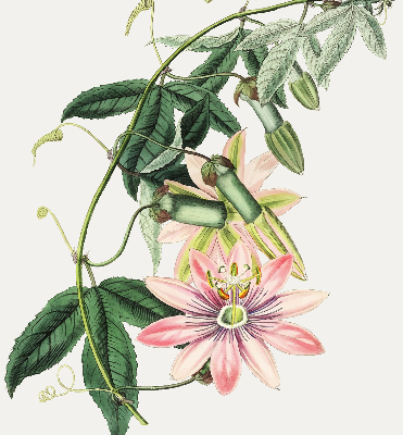 Store enrouleur occultant à motif fleur rose