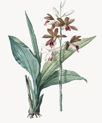 Store fenêtre intérieur fleur