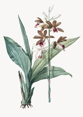 Store fenêtre intérieur fleur
